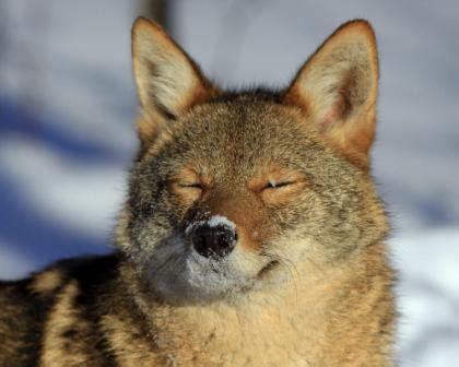 Coydog | Coyote Dog Mix ~ Behavaiour, Info, Sound, Pictures