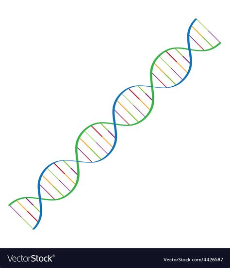 Dna spiral Royalty Free Vector Image - VectorStock