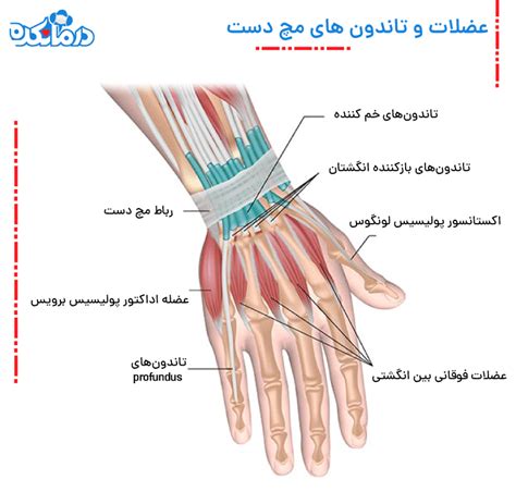 آناتومی مچ دست؛ ساختار، اناتومی رباط‌ و تاندتون‌ دست