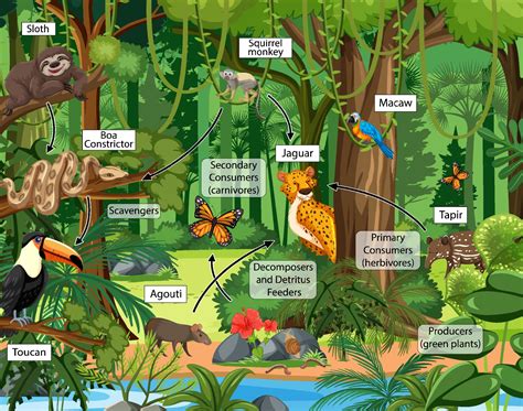 Food chain diagram concept on forest background 2184090 Vector Art at Vecteezy