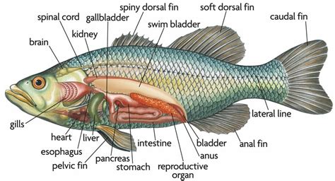 Anatomi Ikan Lengkap Beserta Fungsinya - Riset