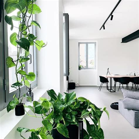 minimalist decor with plants | Plants, Indoor plants, Plant leaves