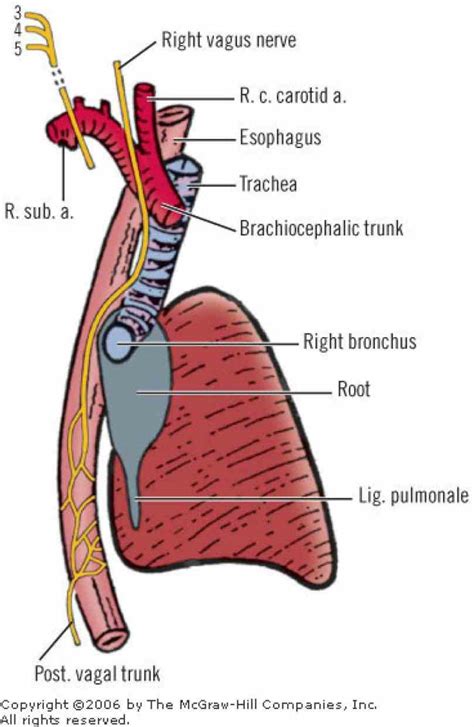 [DIAGRAM] Labeled Diagram Of The Esophagus - MYDIAGRAM.ONLINE