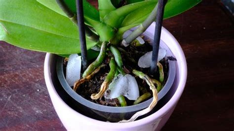 How to get an orchid to rebloom in 6 easy steps | Tom's Guide