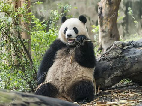 Panda gigante comiendo bambú, Animales salvajes. 2024