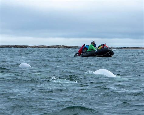 Kayaking With Beluga Whales In Churchill Manitoba - Adventure Family ...