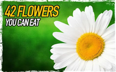 42 Flowers You Can Eat | Survival