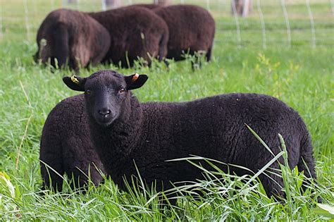 Know Your Fiber: Black Welsh Mountain Sheep – Northwest Yarns