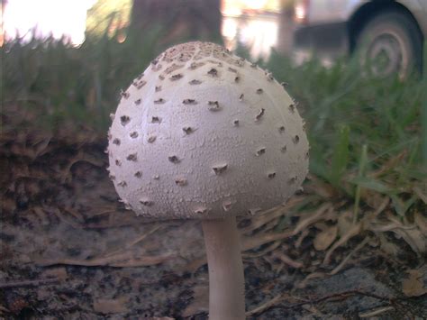 Chlorophyllum molybdites - Mushroom Hunting and Identification - Shroomery Message Board