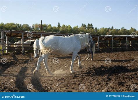 Horse Breeding Farms