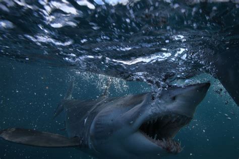 Long Island Anglers Crap Their Pants When A Large Mako Shark Jumps On The Boat And Gets Stuck ...