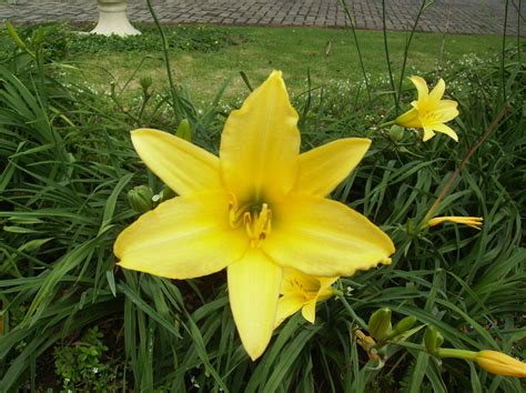 Indonesian flower | Indonesia