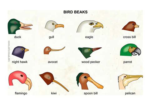 Bird Beaks Investigate How Different Types Of Beaks Are - Lesson Plans ...