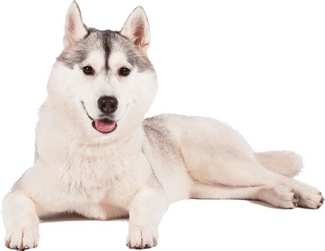 Download Husky Png Transparent Background - Sakhalin Husky Clipart Png ...