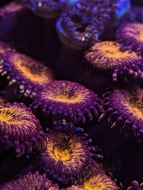 There are many types of zoanthid corals and many produce palytoxin ...