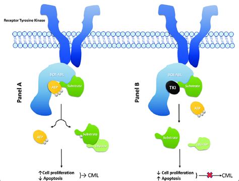 Mechanism of action of BCR (breakpoint cluster region)-ABL (Abelson 1... | Download Scientific ...