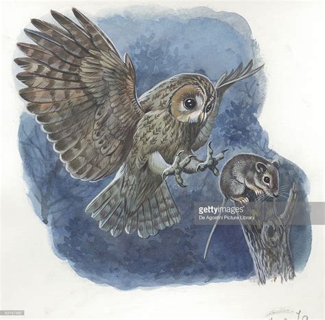 Tawny Owl (Strix aluco) catching mouse, illustration | Mouse ...