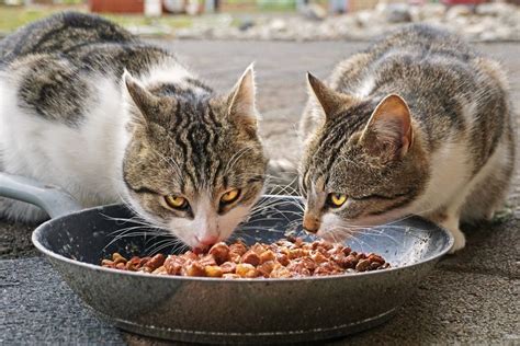 Can Cats Eat Dog Food? (Everything You Need to Know) - Pets Daily Life