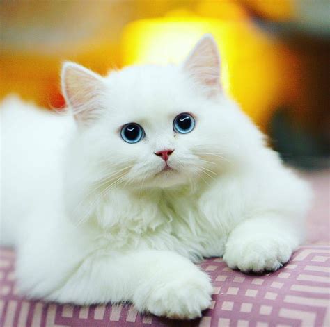 What a beautiful white kitty with such beautiful blue eyes #catandkittens | Gatos bonitos, Gatos ...