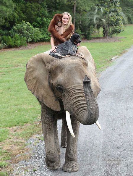 Suryia the Bluetick Coonhound, Roscoe the orangutan and handler Moksha Bybee hitch a ride on ...