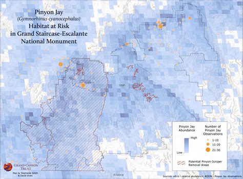 Mapping Pinyon Jay Habitat | Grand Canyon Trust