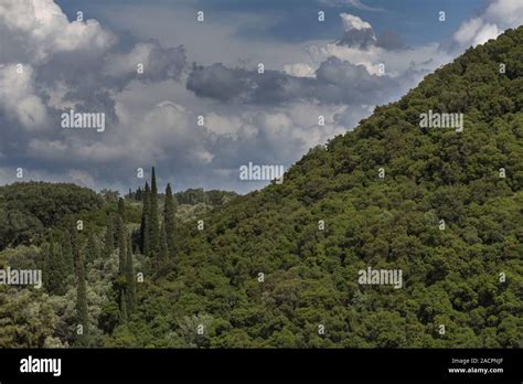 La vegetación típica de la isla de Corfú, Grecia Fotografía de stock - Alamy