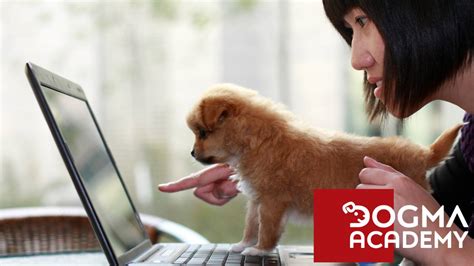 Navigating the World of Dog Training Certifications