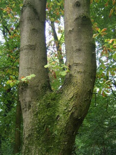 Chestnut Tree Pictures, Facts on Chestnut Trees