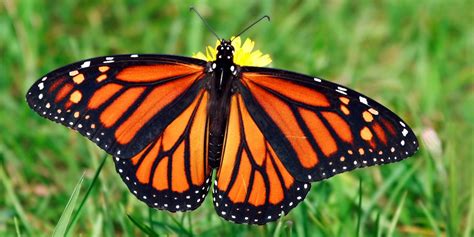 Colorful Butterfly Species