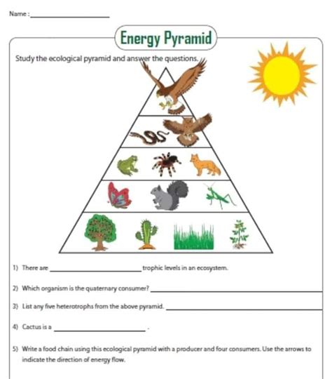 Biomagnification Pyramid