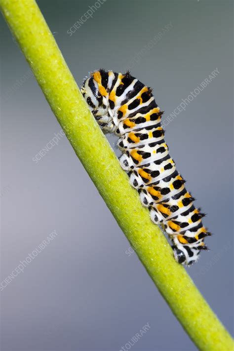 Old world swallowtail caterpillar - Stock Image - C050/5303 - Science Photo Library