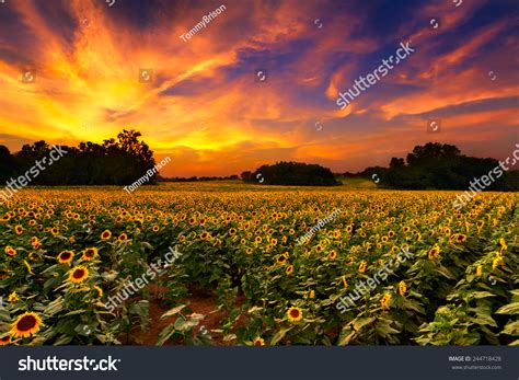 Sunflower Field Kansas Beautiful Sunset Stock Photo 244718428 - Shutterstock