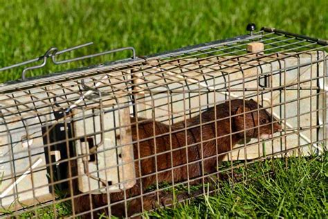 The Trapper's Guide to Mink: Effective Techniques for Mink Trapping - Survival World