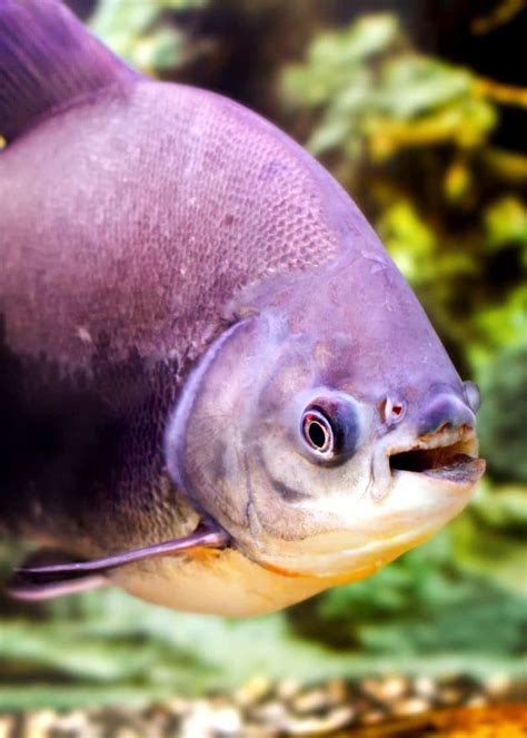 49 Pacu Fish Facts: What You Need To Know | Everywhere Wild