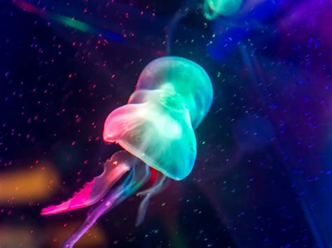 Rainbow Jellyfish Wallpaper