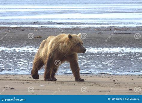 Close up of a Grizzly Bear stock photo. Image of fish - 168903322