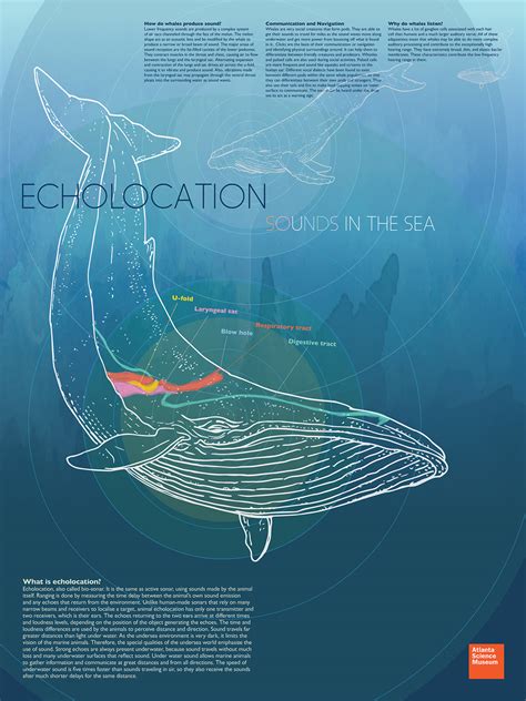 Echolocation: Sounds in the Sea on SCAD Portfolios