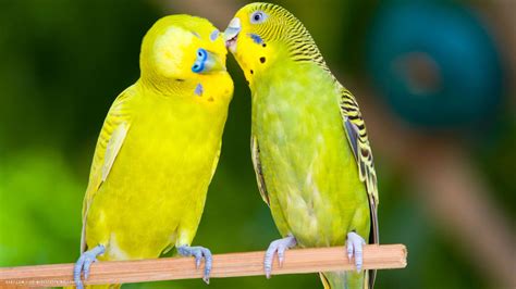 budgie two budgies love bird parrots hd widescreen wallpaper / birds backgrounds