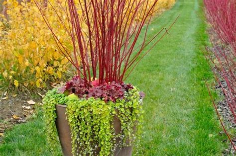 17 Inspiring Red Twig Dogwood Landscape Design Ideas