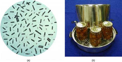 13.2 – Using Physical Methods to Control Microorganisms – Microbiology 201