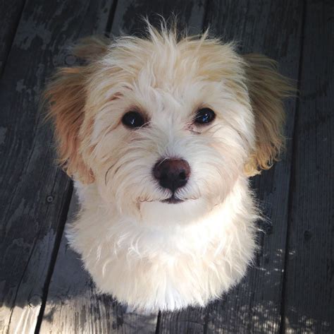 Havanese Poodle #mybaby | Cute puppies, Havanese dogs, Puppies