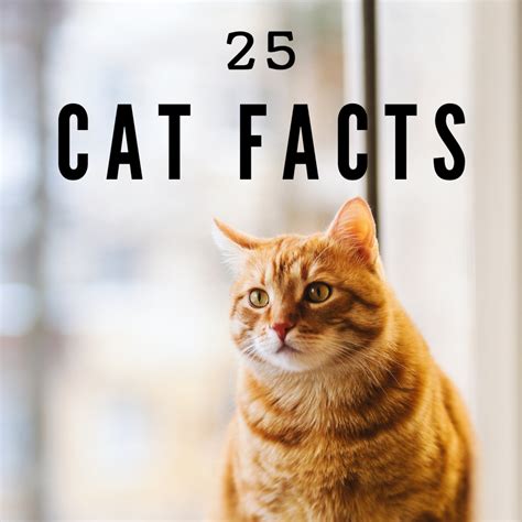 23 Fascinating Facts About Cats - PetHelpful