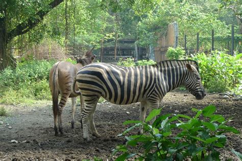 MrsMommyHolic: A trip to Manila Zoo