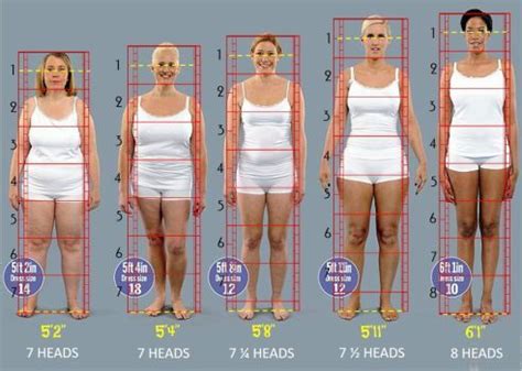 Image result for human body proportions | Human body proportions, Human ...