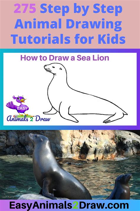 How to draw a sea lion step by step – Artofit