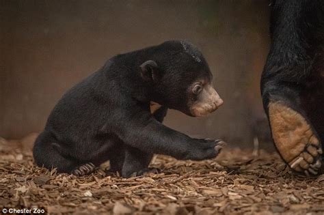 First sun bear cub ever born in the UK comes out to play with its ...