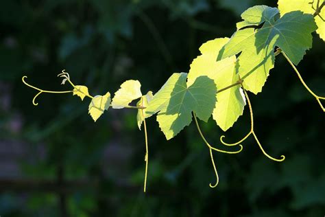 Celtic Meaning: Vine Symbolism in the Celtic Ogham on Whats-Your-Sign