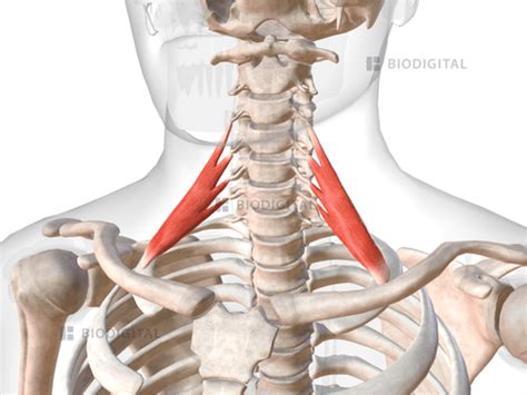 Anterior scalene | BioDigital Anatomy