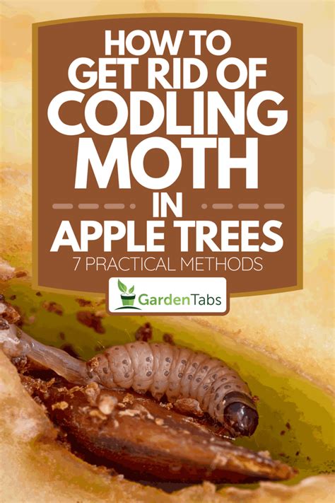 How To Get Rid Of Codling Moth In Apple Trees [7 Practical Methods]