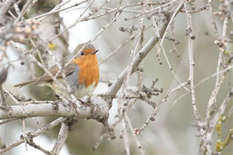 Erithacus rubecula - 112694 - Biodiversidad Virtual / Aves